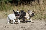 BOULEDOGUE FRANCAIS 334